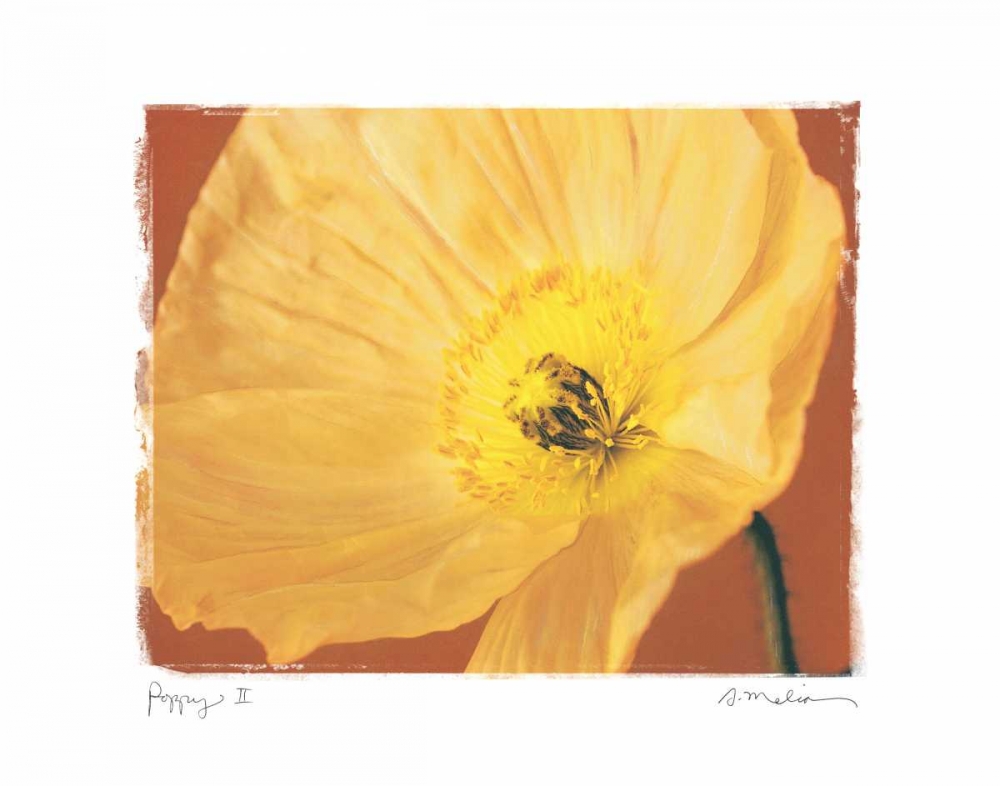 Poppy II art print by Amy Melious for $57.95 CAD