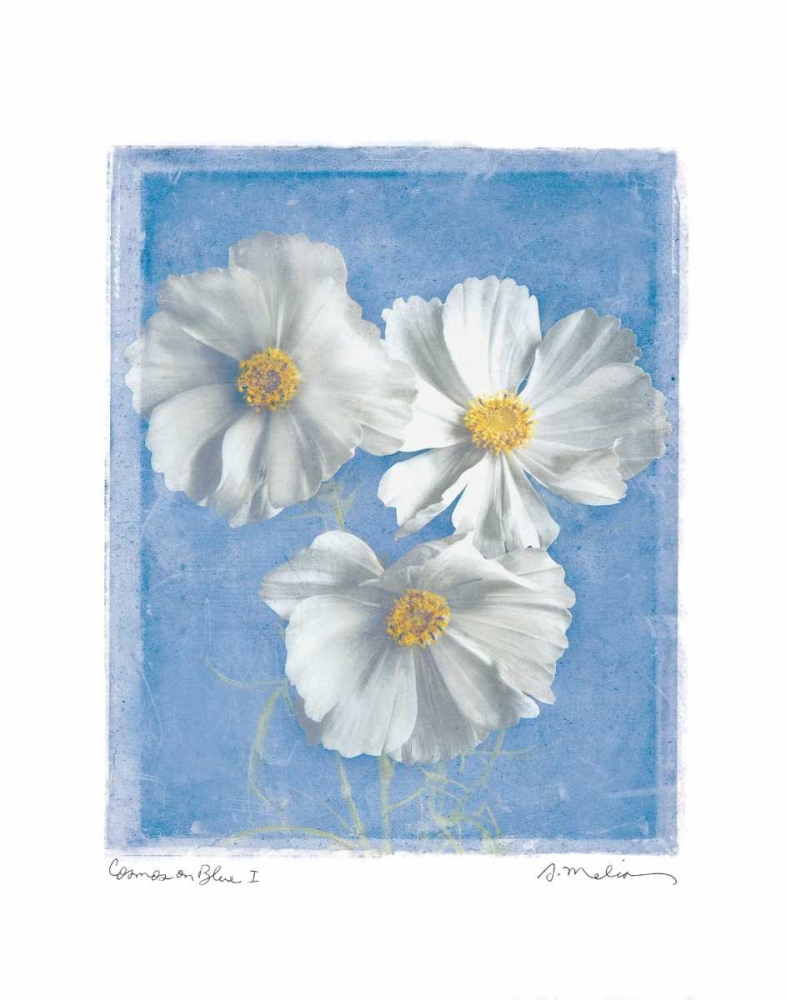 Cosmos on Blue I art print by Amy Melious for $57.95 CAD