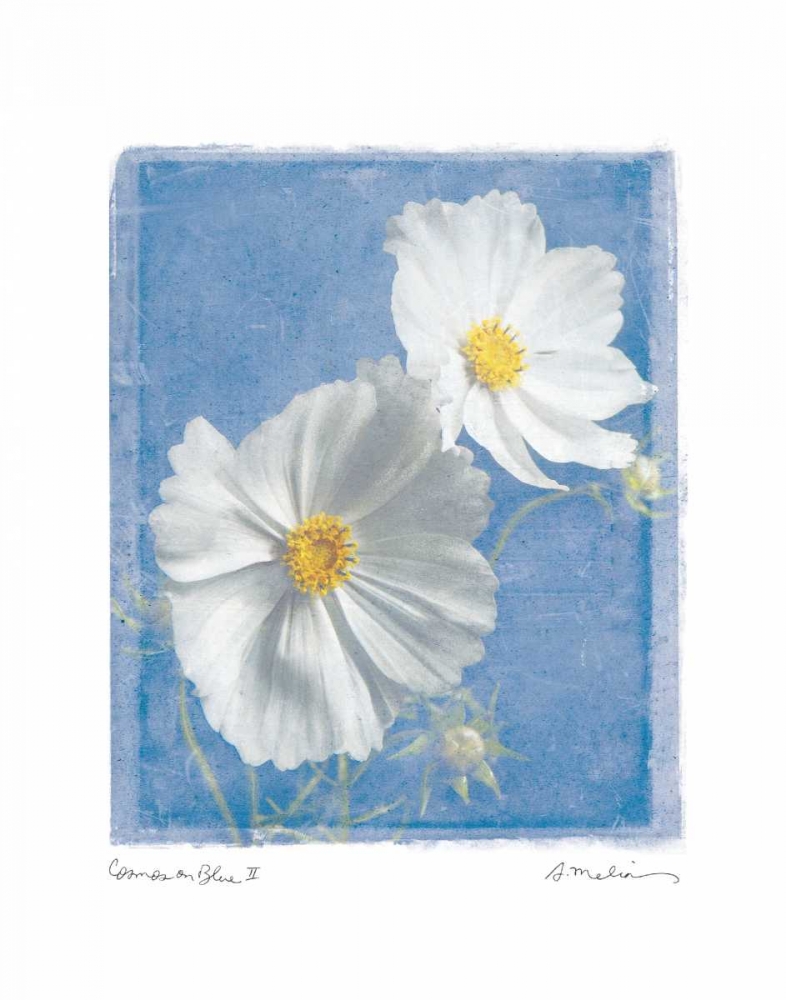 Cosmos on Blue II art print by Amy Melious for $57.95 CAD
