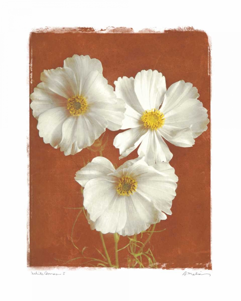 White Cosmos I art print by Amy Melious for $57.95 CAD