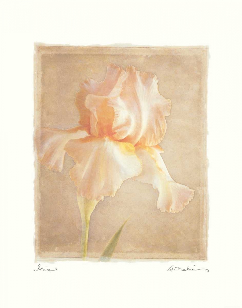 Iris art print by Amy Melious for $57.95 CAD