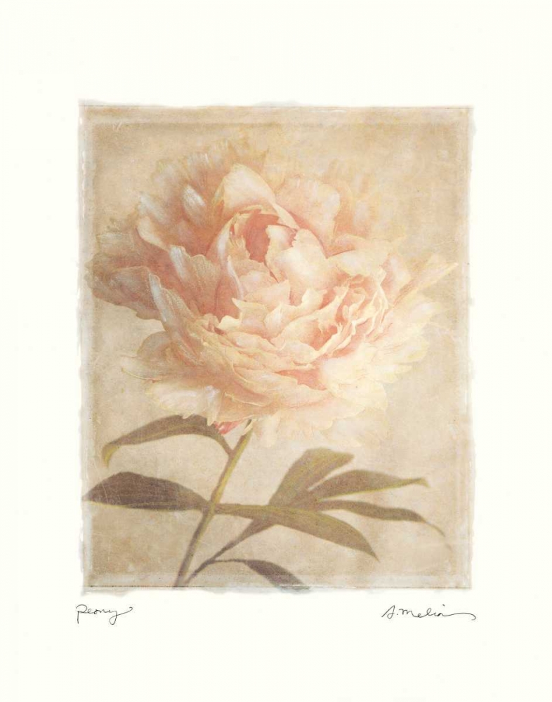 Peony art print by Amy Melious for $57.95 CAD