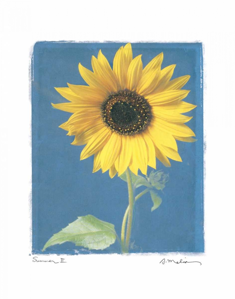 Summer II art print by Amy Melious for $57.95 CAD