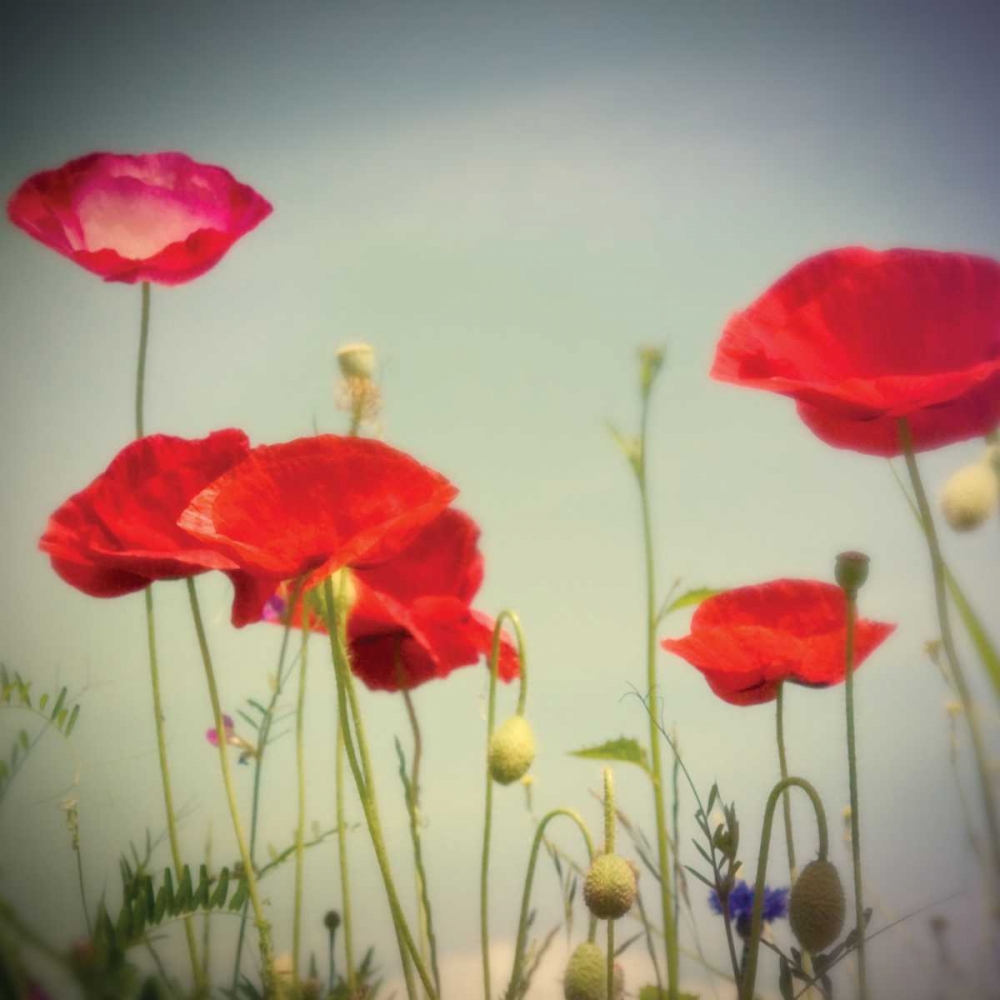 Bloom I art print by Amy Melious for $57.95 CAD