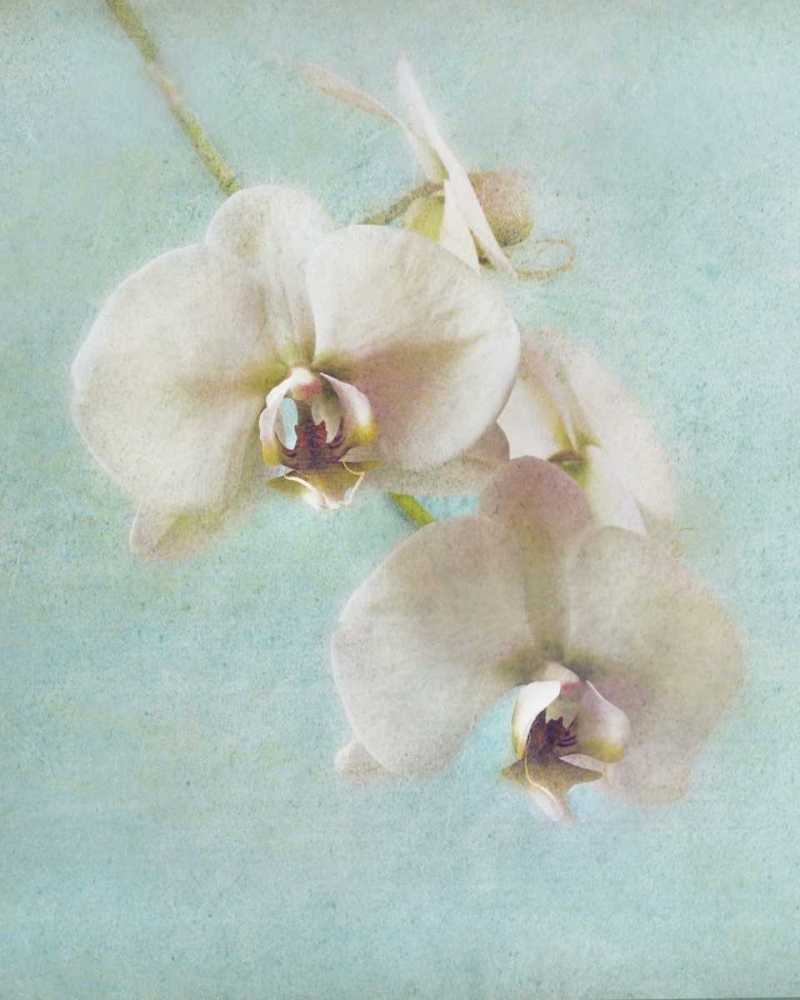 Aqua Floral I art print by Amy Melious for $57.95 CAD