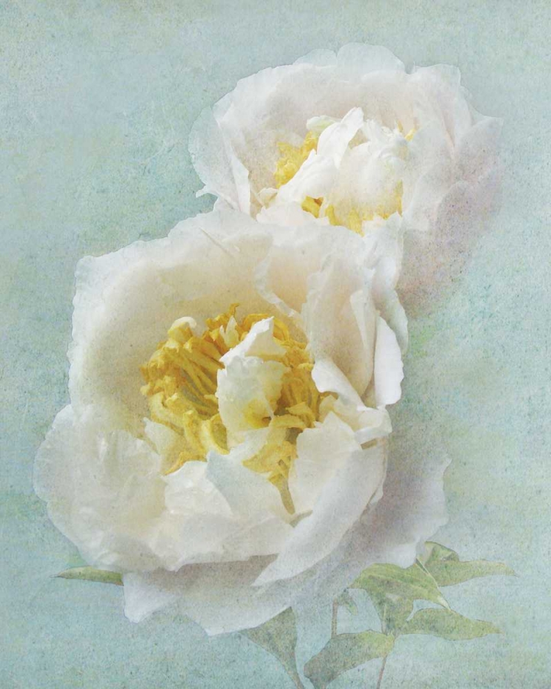 Aqua Floral III art print by Amy Melious for $57.95 CAD