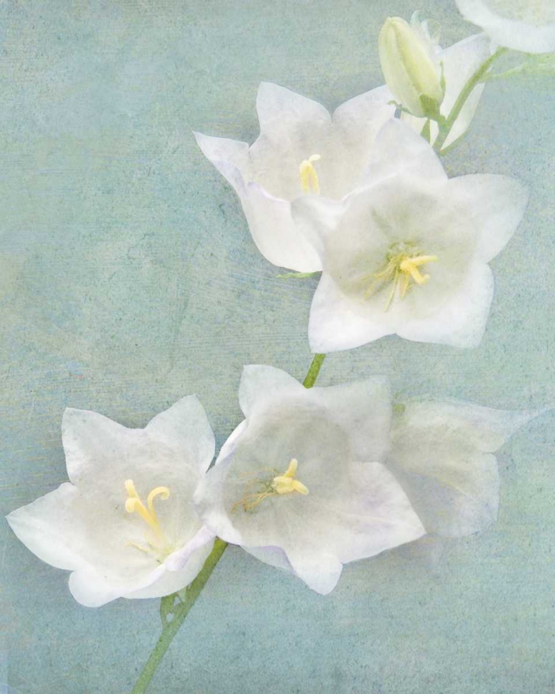 Aqua Floral IV art print by Amy Melious for $57.95 CAD