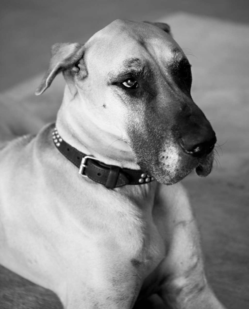Great Dane Black and White art print by Karyn Millet for $57.95 CAD