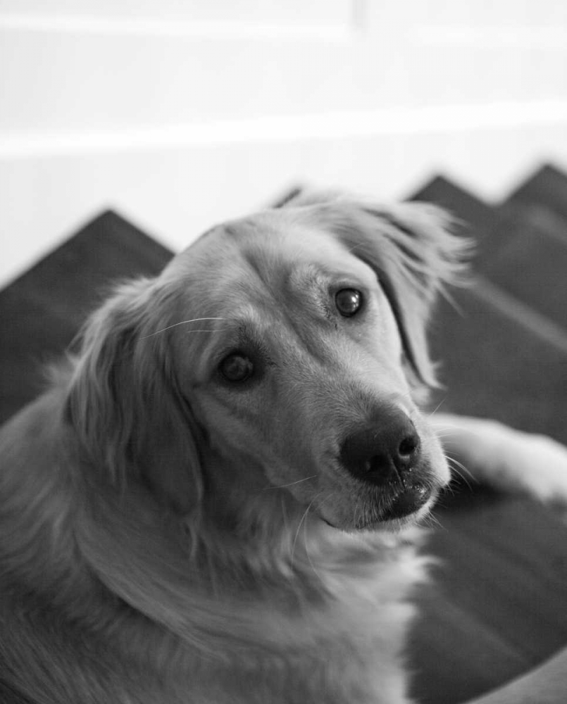 Goldie I Black and White art print by Karyn Millet for $57.95 CAD
