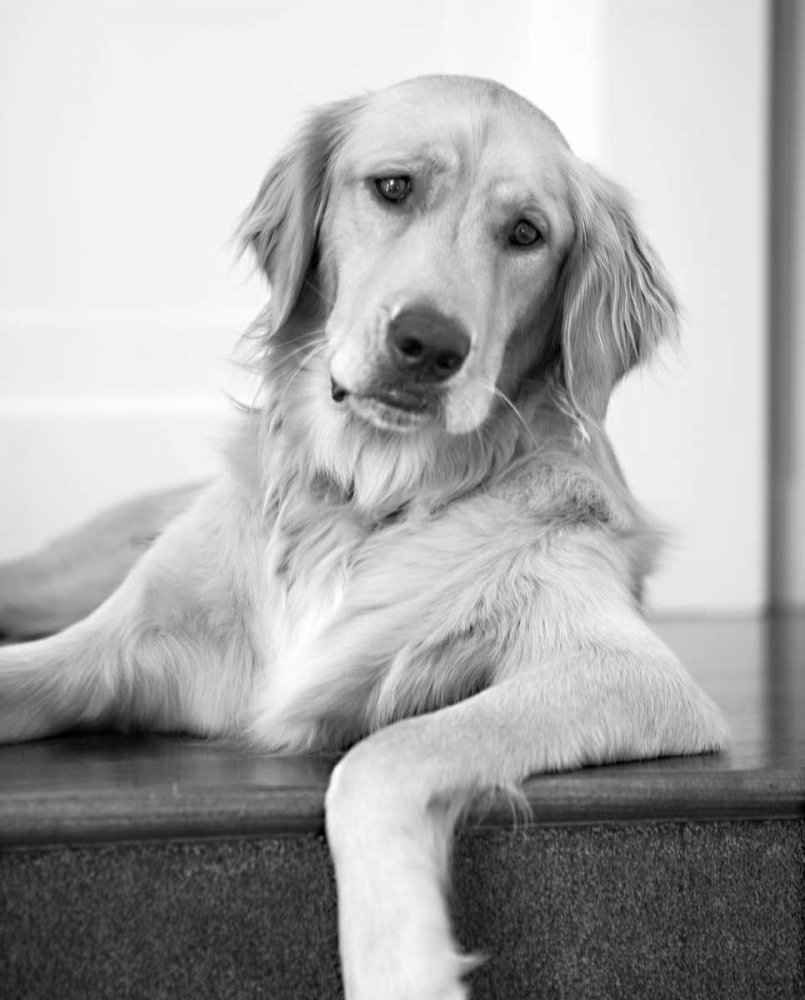 Goldie II Black and White art print by Karyn Millet for $57.95 CAD