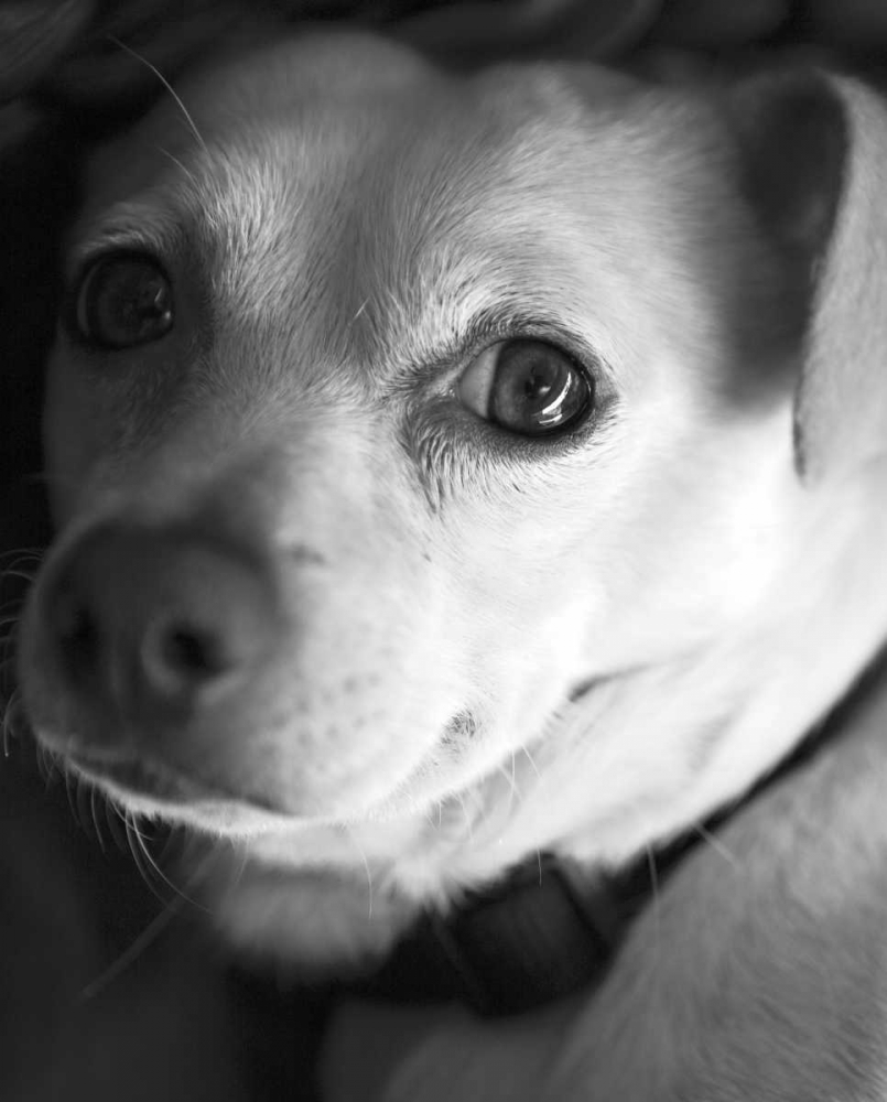 Second Glance Black and White art print by Karyn Millet for $57.95 CAD