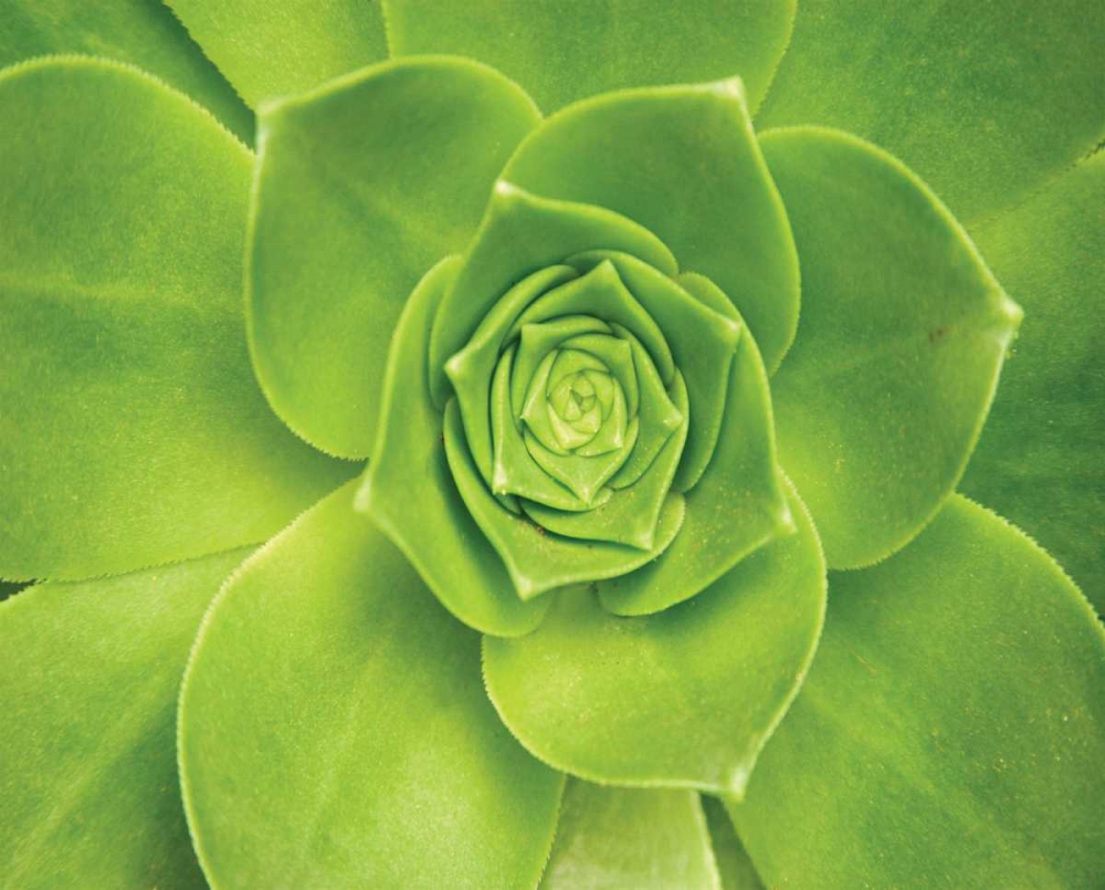 Succulent II art print by Karyn Millet for $57.95 CAD