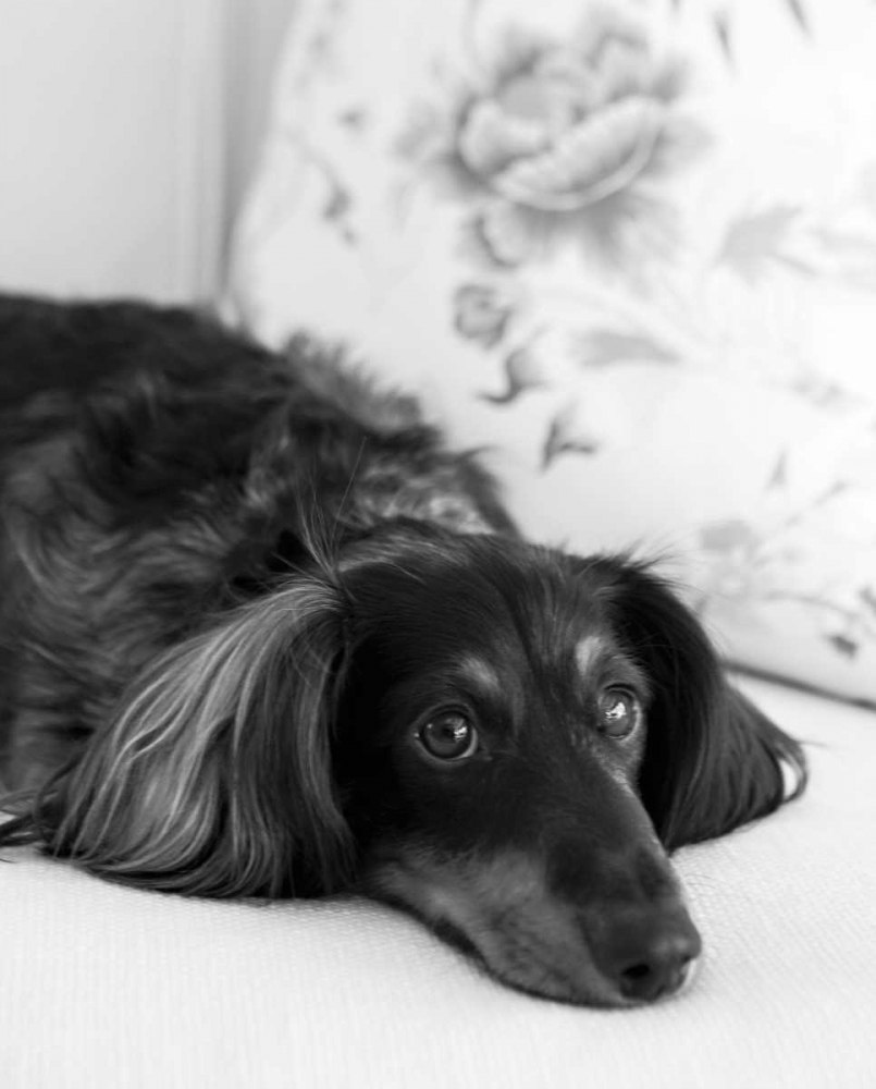 Dachshund Black and White art print by Karyn Millet for $57.95 CAD