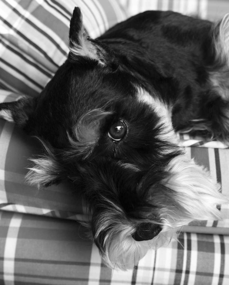 Schnauzer Black and White art print by Karyn Millet for $57.95 CAD