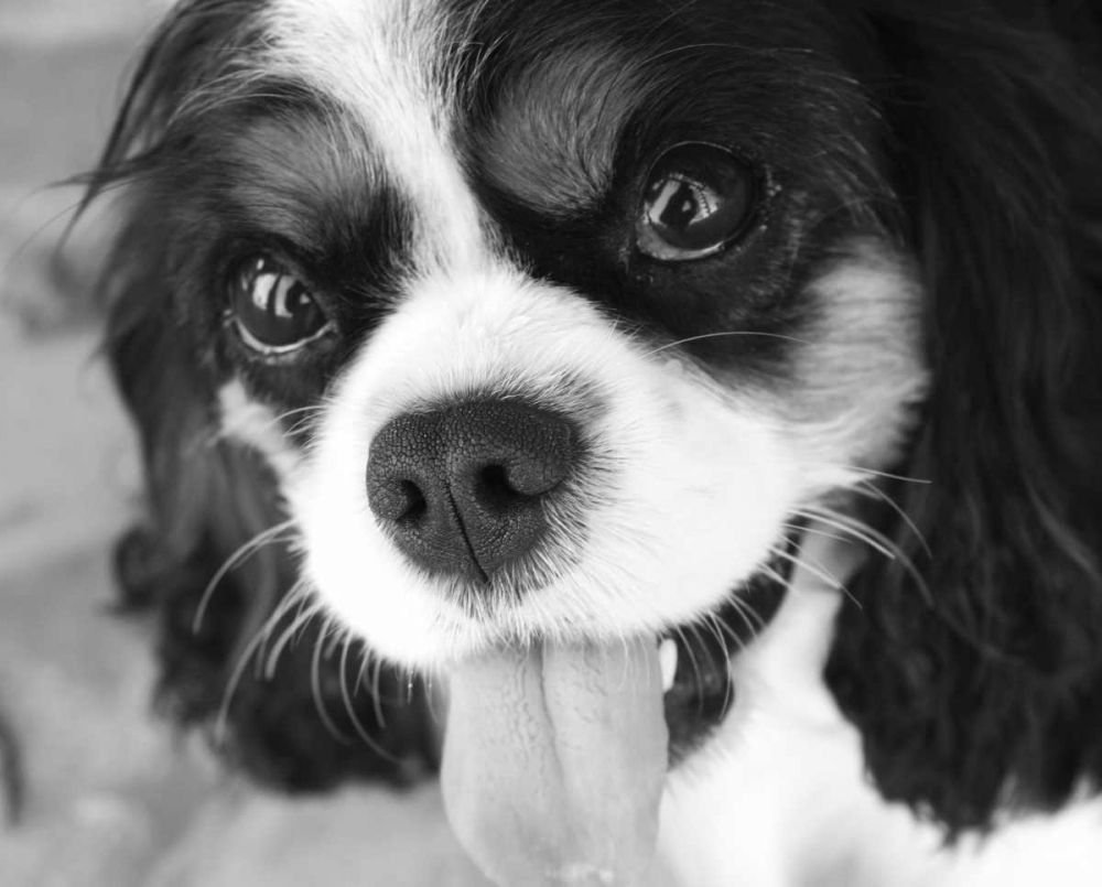 King Charles Spaniel Black and White art print by Karyn Millet for $57.95 CAD