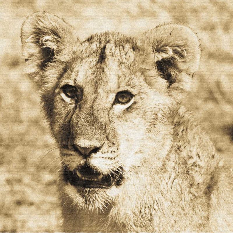 Young Lion art print by Susann Parker for $57.95 CAD