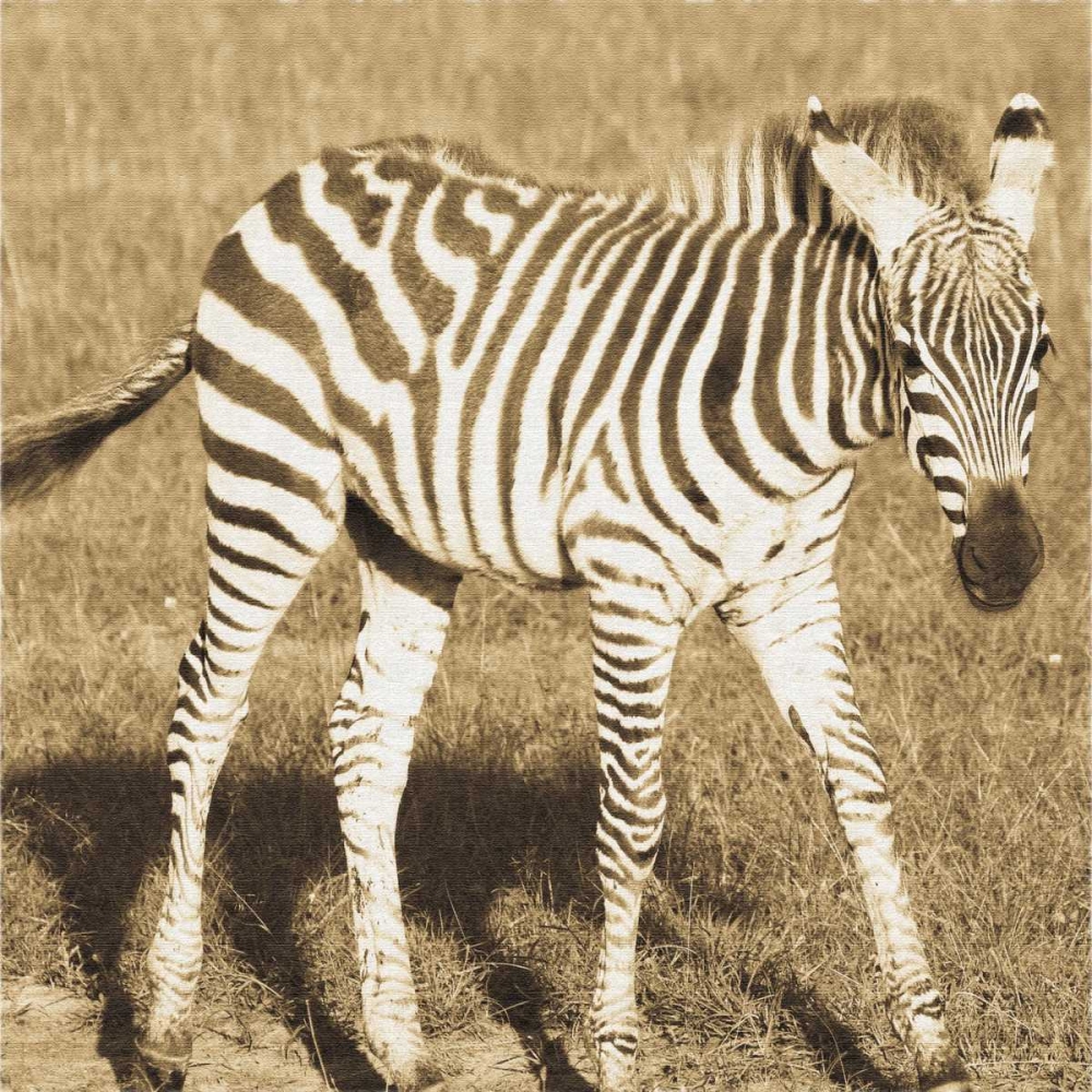 Young Zebra art print by Susann Parker for $57.95 CAD