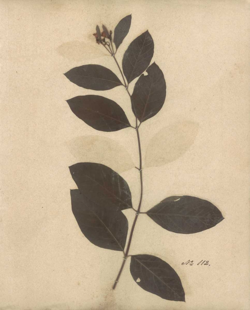 Pressed Botanical I art print by Kimberly Poloson for $57.95 CAD
