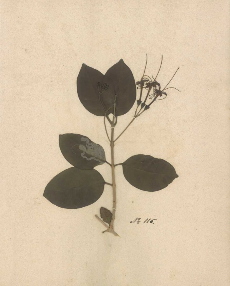 Pressed Botanical II art print by Kimberly Poloson for $57.95 CAD