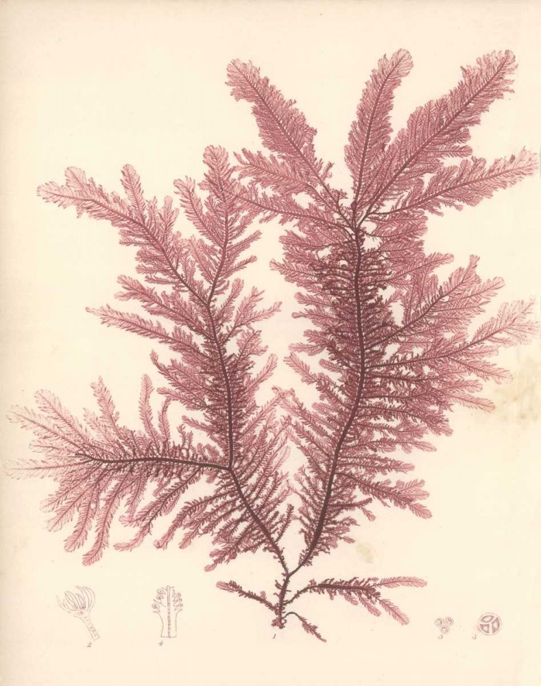 Red Botanical Study IV art print by Kimberly Poloson for $57.95 CAD