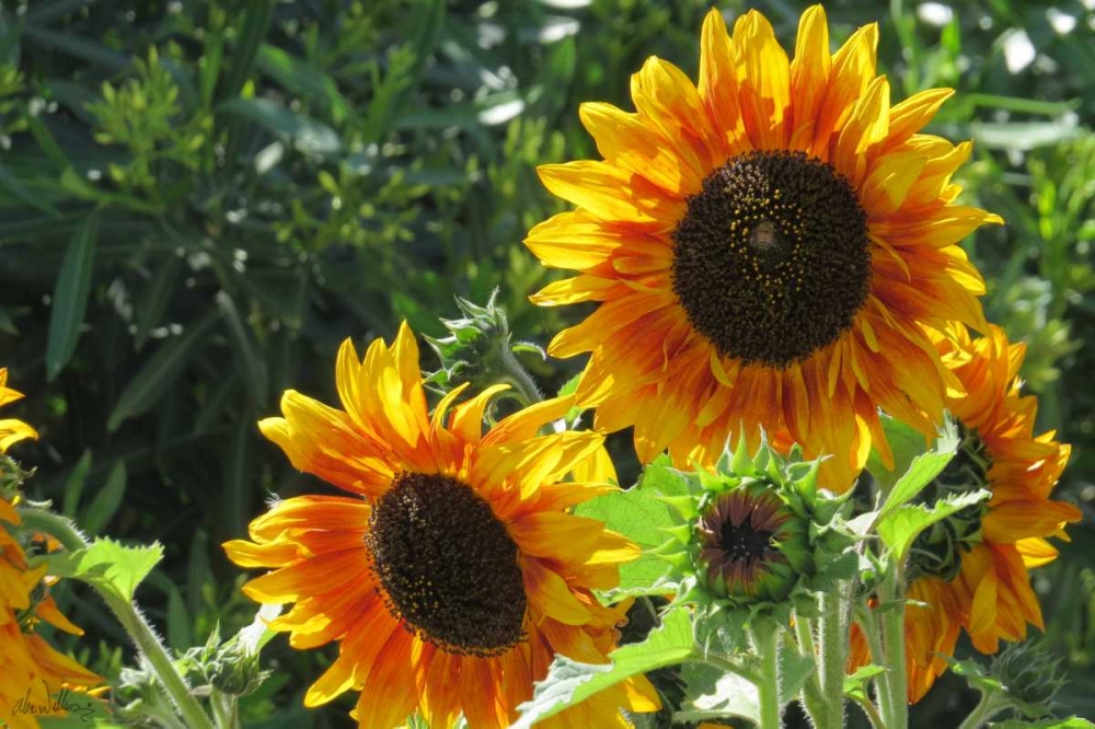 Summer Sunflowers I art print by Alex Williams for $57.95 CAD