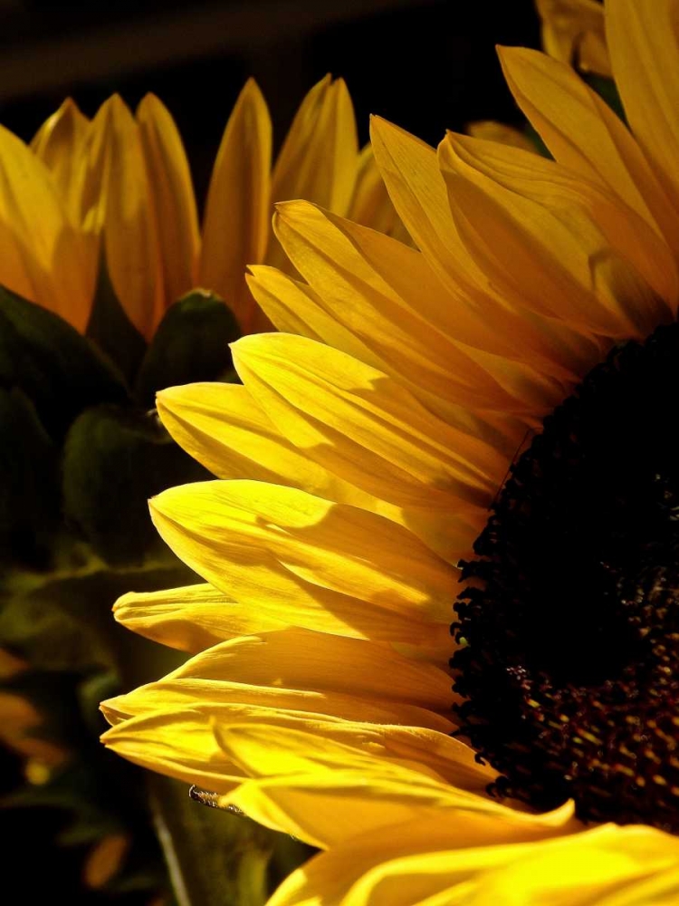 Sunlit Sunflowers I art print by Monika Burkhart for $57.95 CAD