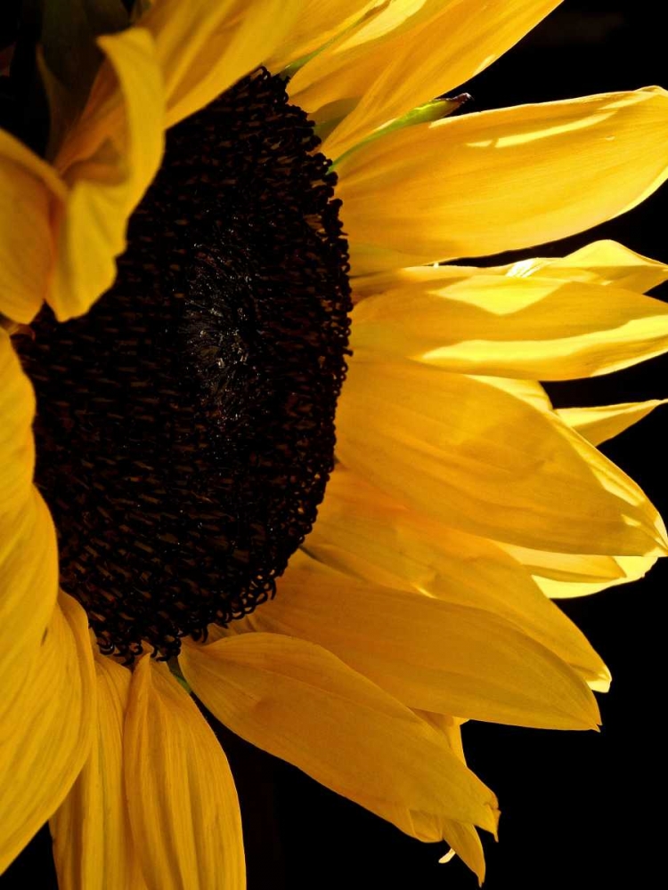Sunlit Sunflowers II art print by Monika Burkhart for $57.95 CAD