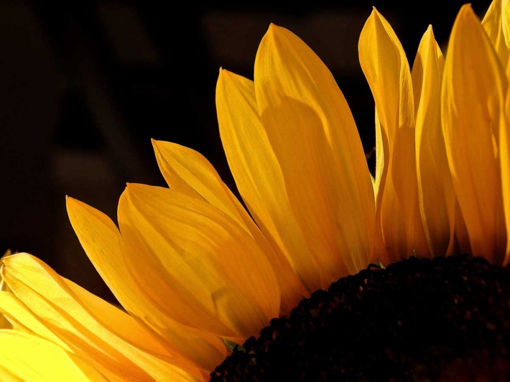 Sunlit Sunflowers III art print by Monika Burkhart for $57.95 CAD