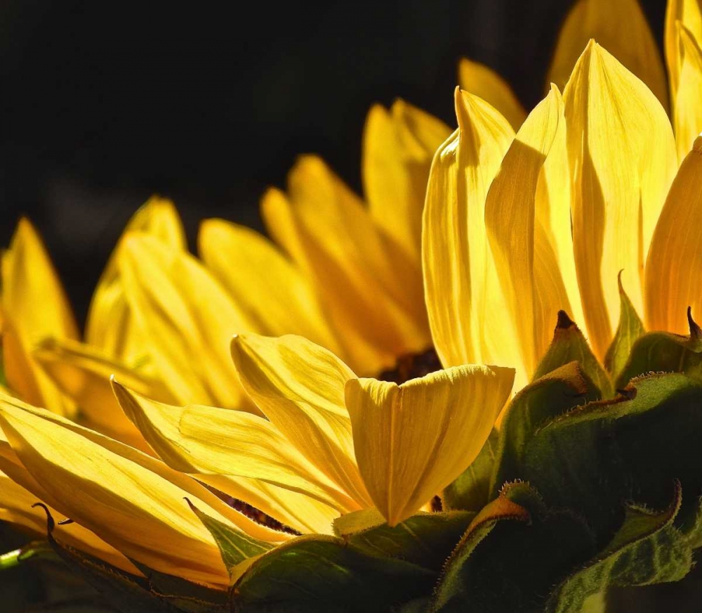 Sunlit Sunflowers IV art print by Monika Burkhart for $57.95 CAD