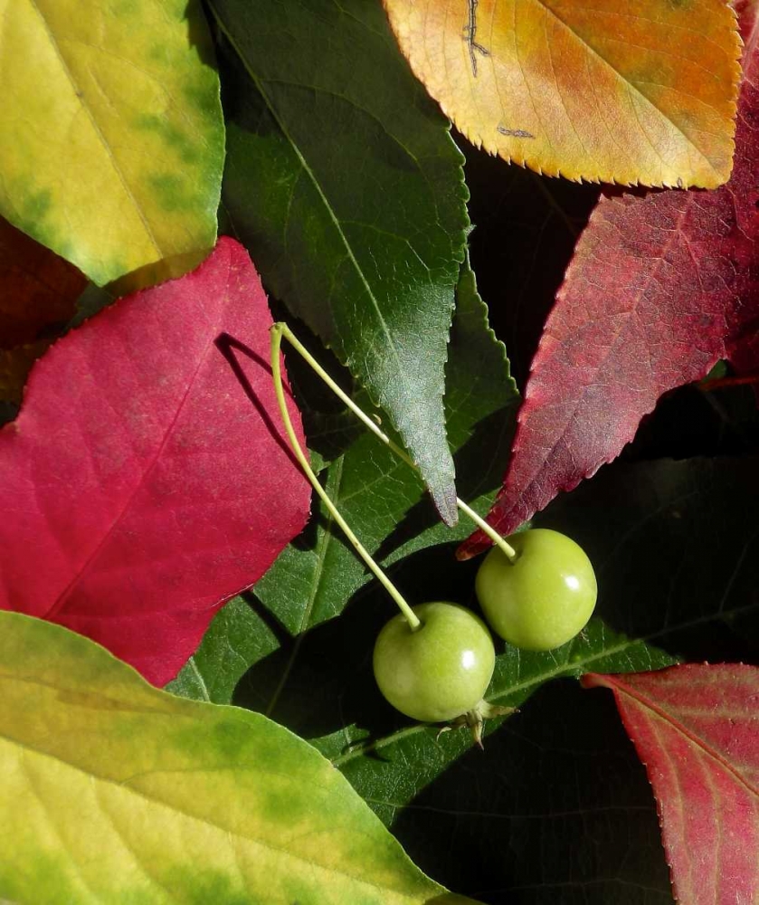 Fall Colors I art print by Monika Burkhart for $57.95 CAD