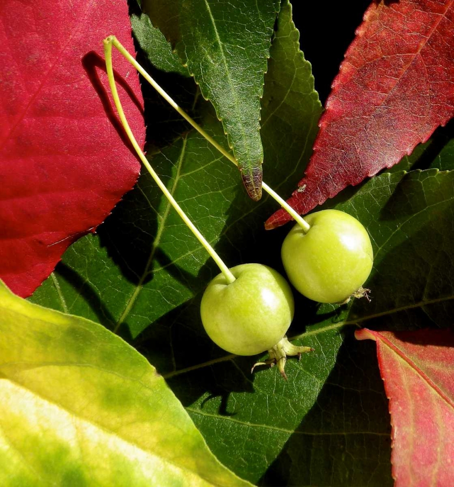 Fall Colors II art print by Monika Burkhart for $57.95 CAD