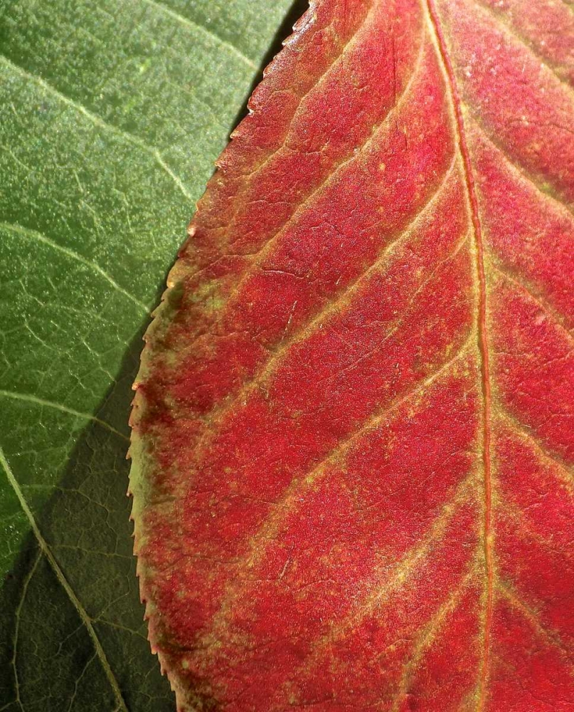 Fall Colors III art print by Monika Burkhart for $57.95 CAD