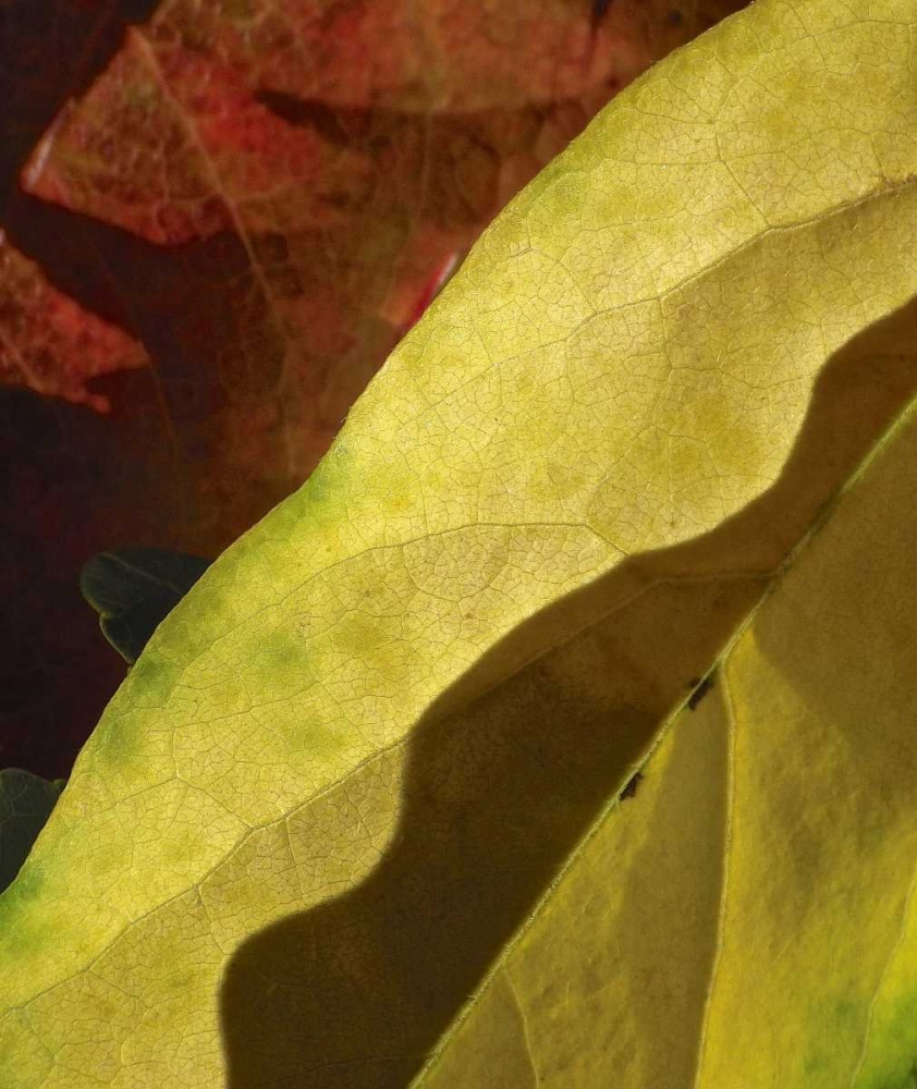 Fall Colors IV art print by Monika Burkhart for $57.95 CAD
