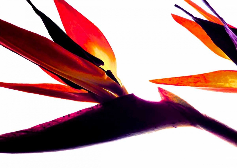 Bird of Paradise I art print by Monika Burkhart for $57.95 CAD