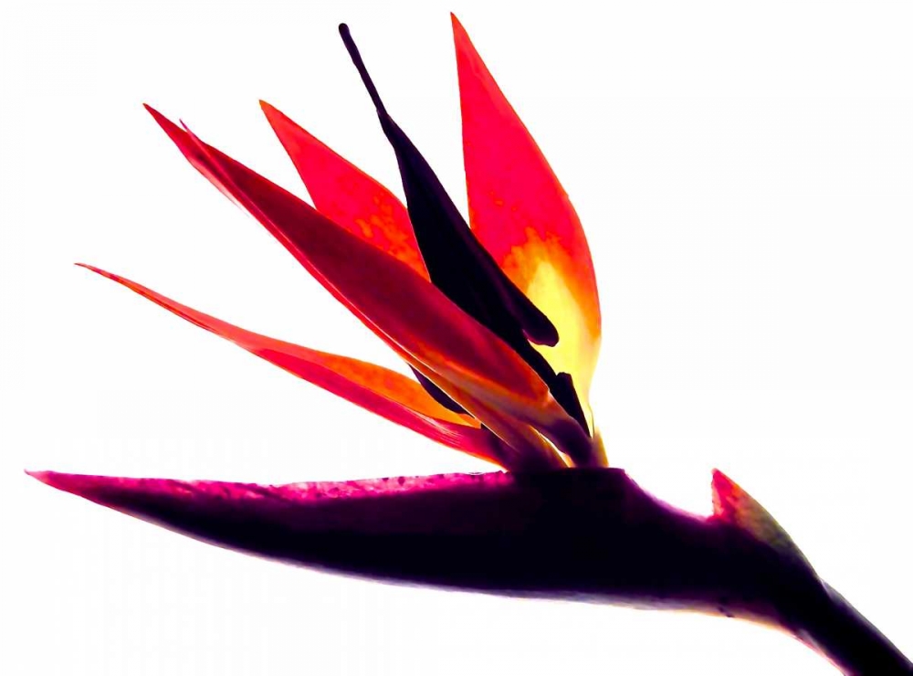 Bird of Paradise II art print by Monika Burkhart for $57.95 CAD