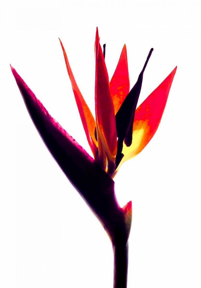 Bird of Paradise III art print by Monika Burkhart for $57.95 CAD