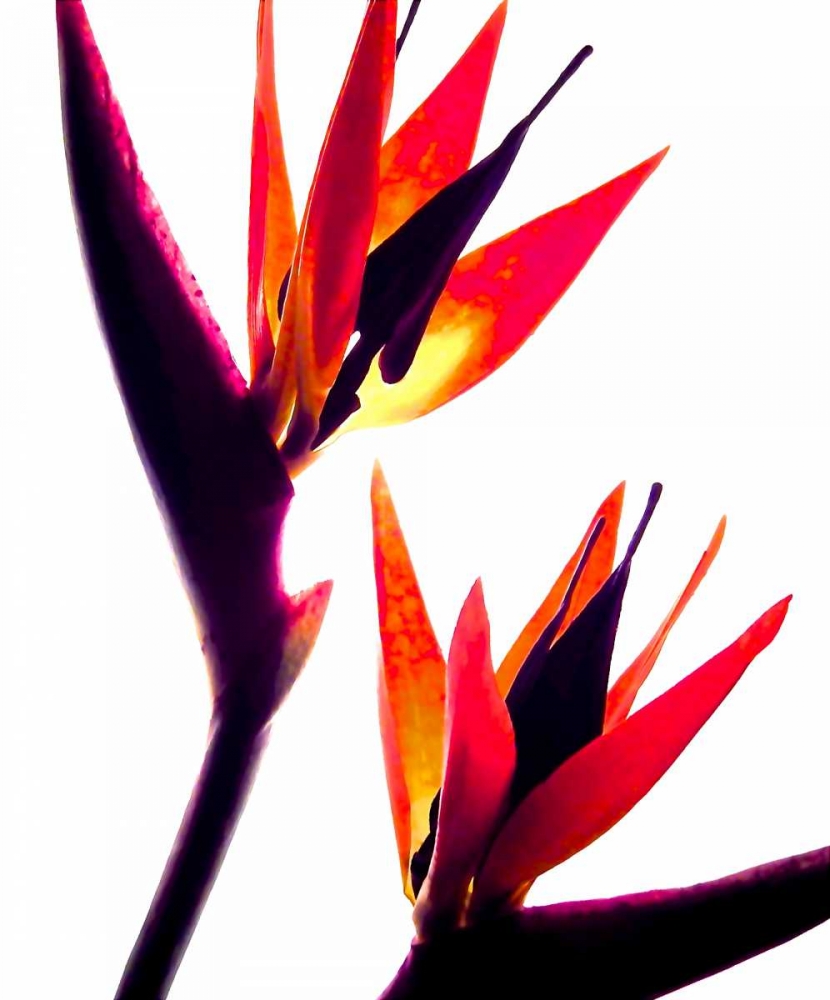 Bird of Paradise IV art print by Monika Burkhart for $57.95 CAD
