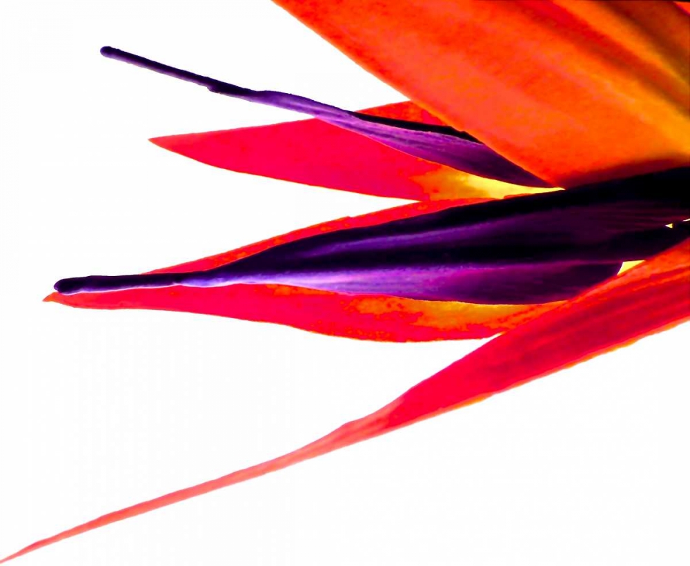 Bird of Paradise V art print by Monika Burkhart for $57.95 CAD