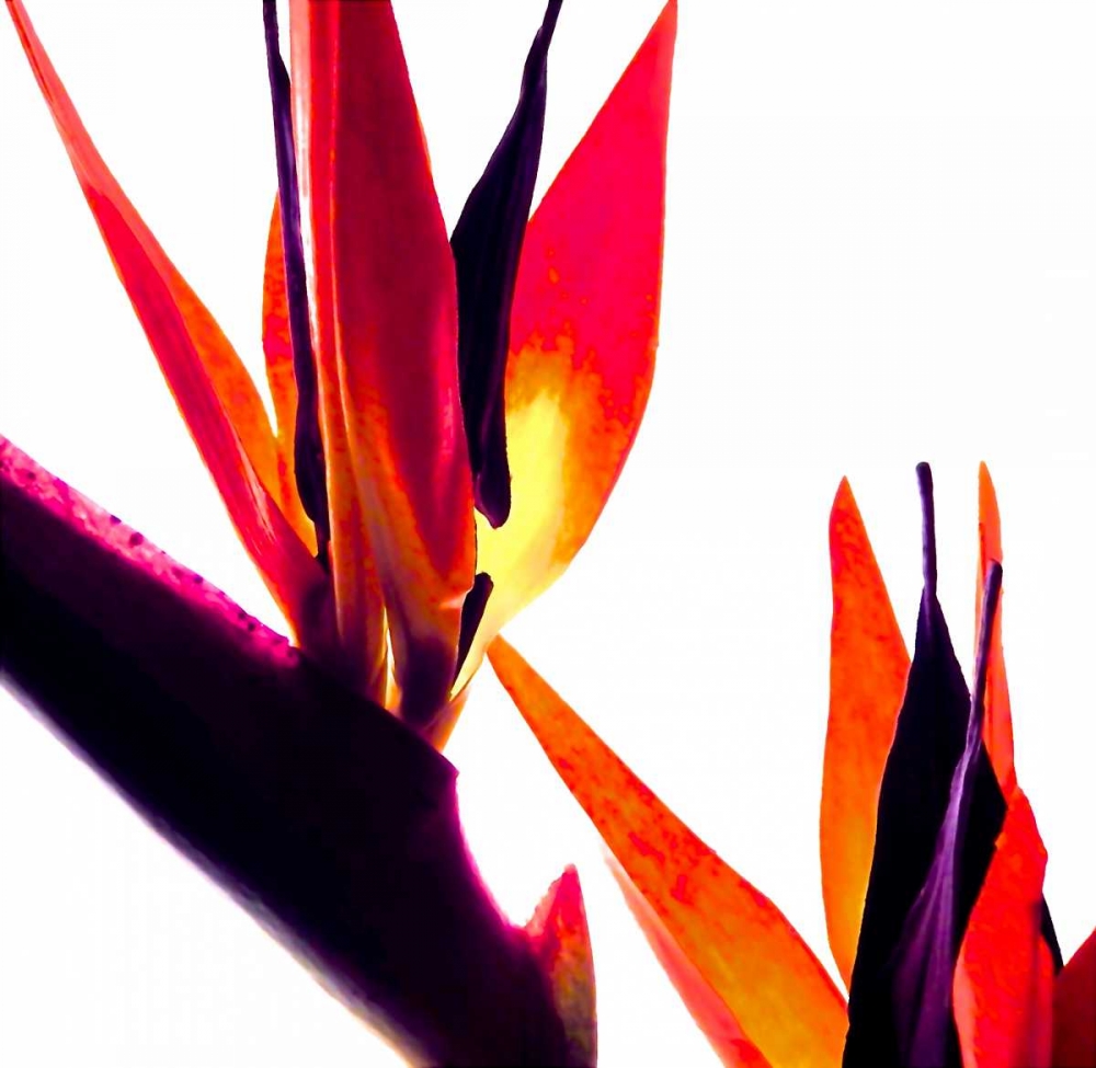 Bird of Paradise VI art print by Monika Burkhart for $57.95 CAD