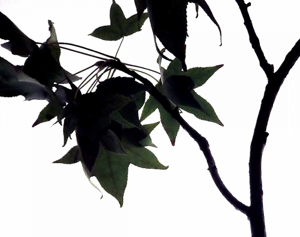 Maple Branch I art print by Monika Burkhart for $57.95 CAD