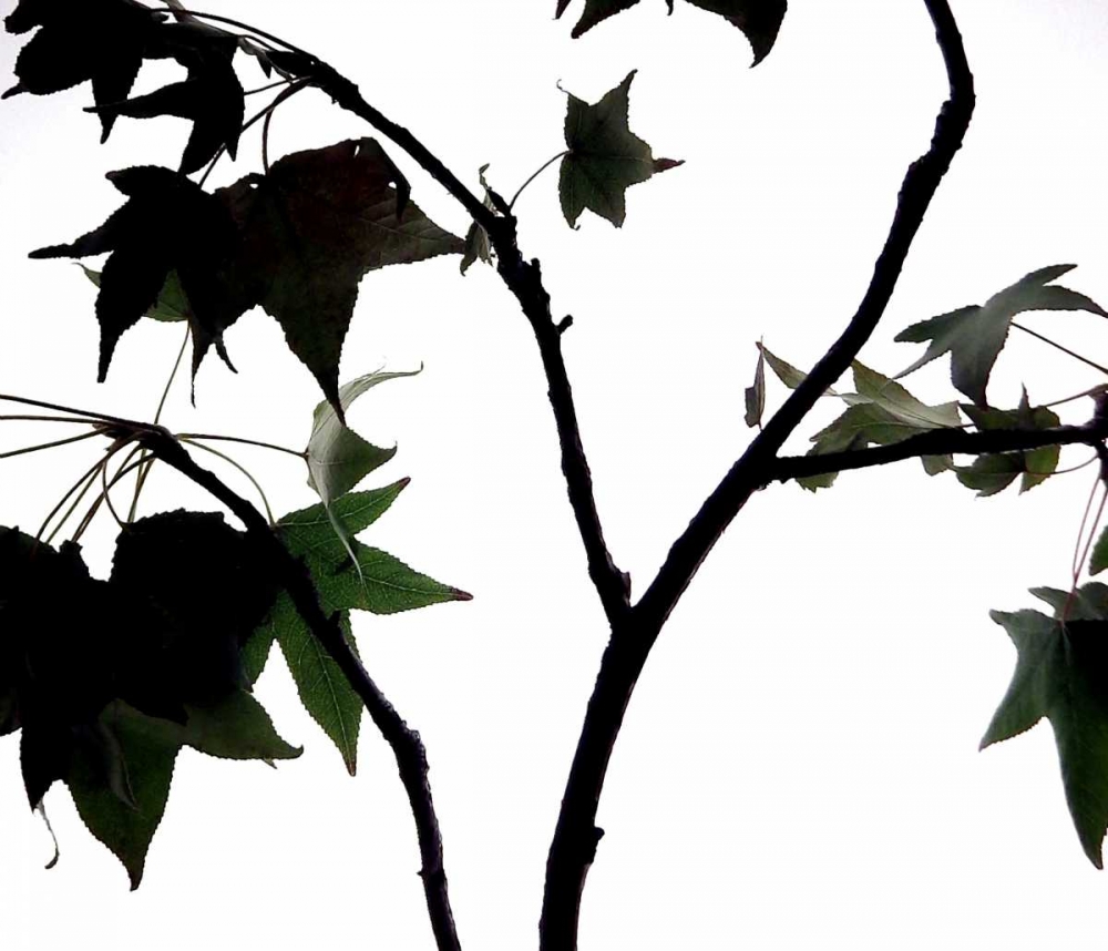 Maple Branch II art print by Monika Burkhart for $57.95 CAD