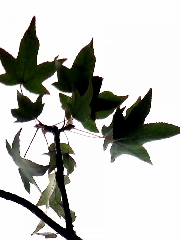 Maple Branch III art print by Monika Burkhart for $57.95 CAD