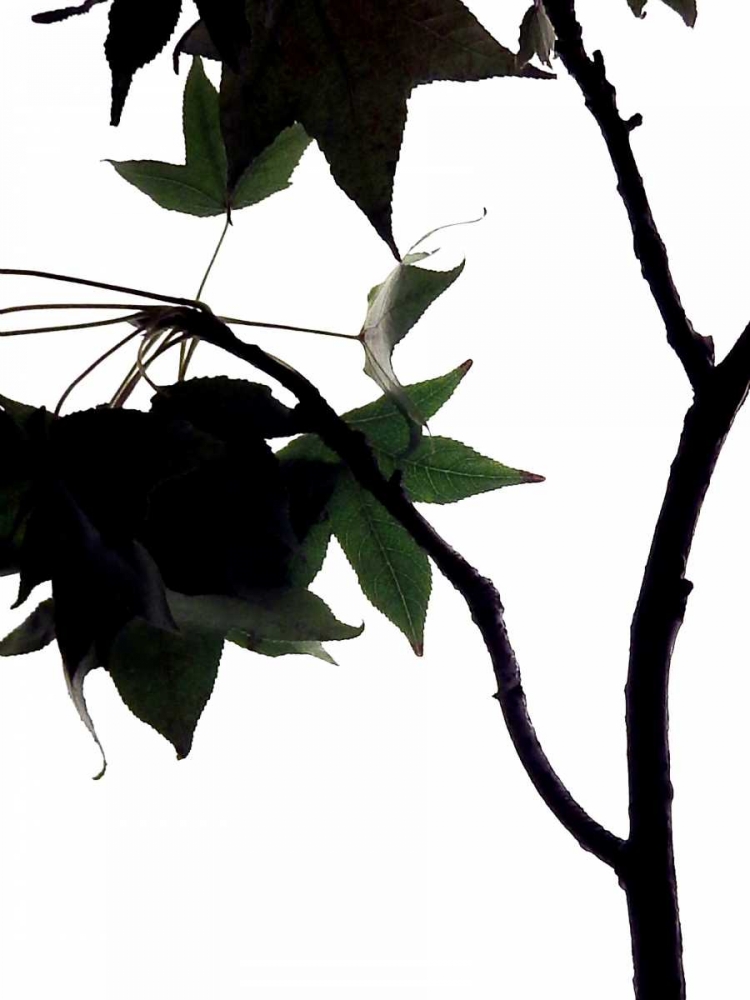 Maple Branch IV art print by Monika Burkhart for $57.95 CAD