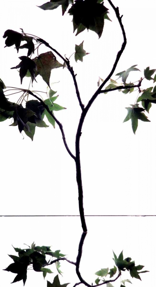 Maple Branch V art print by Monika Burkhart for $57.95 CAD