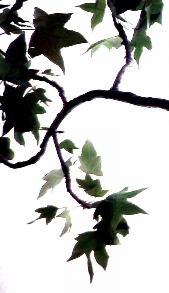Maple Branch VI art print by Monika Burkhart for $57.95 CAD
