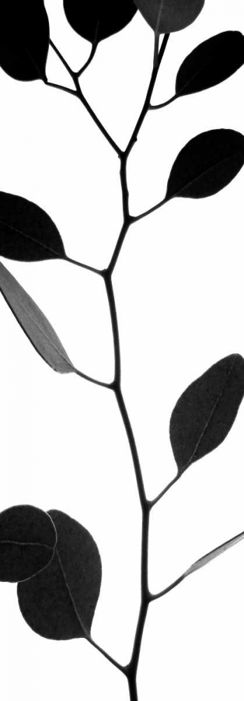 Lunaria Honesty I art print by Monika Burkhart for $57.95 CAD