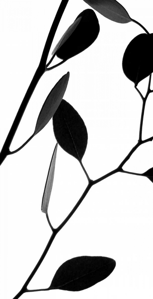 Lunaria Honesty II art print by Monika Burkhart for $57.95 CAD