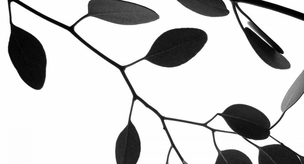Lunaria Honesty III art print by Monika Burkhart for $57.95 CAD