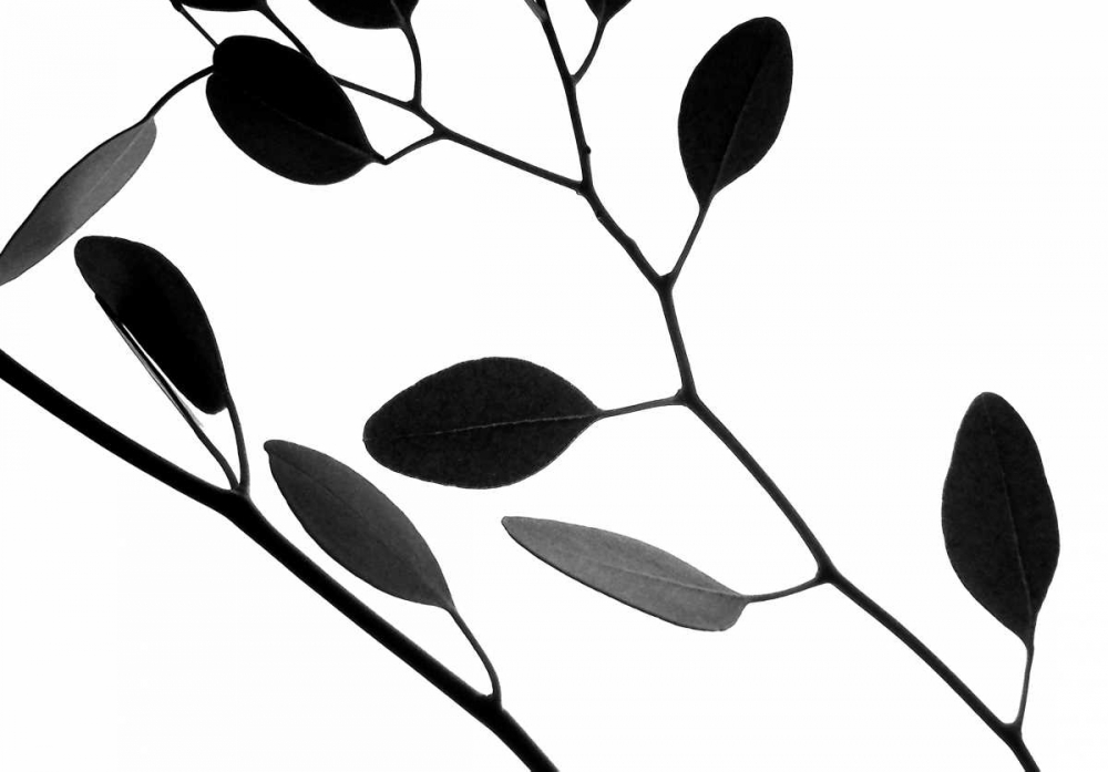 Lunaria Honesty IV art print by Monika Burkhart for $57.95 CAD