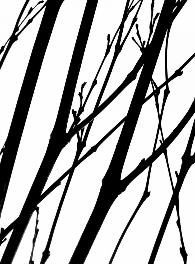 Branch Silhouette II art print by Monika Burkhart for $57.95 CAD